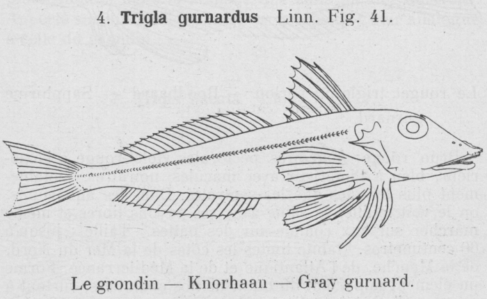 Gilson (1921, fig. 41)