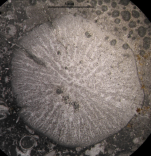 Holotype of Phacelophyllia termieri type species of the genus