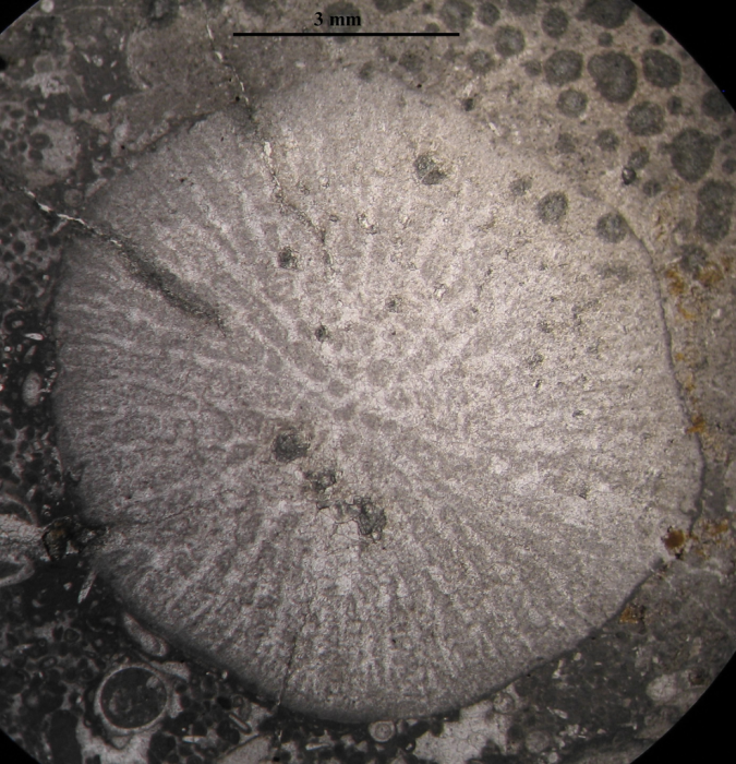 Holotype of Phacelophyllia termieri type species of the genus Holotype of Phacelophyllia termieri type species of the genus