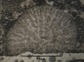 Holotype of Phacelophyllia termieri type species of the genus