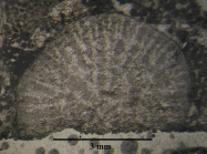 Holotype of Phacelophyllia termieri type species of the genus