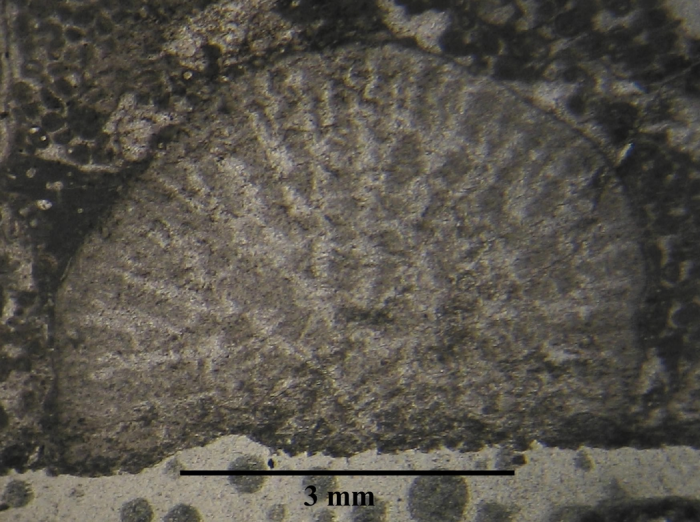 Holotype of Phacelophyllia termieri type species of the genus Holotype of Phacelophyllia termieri type species of the genus