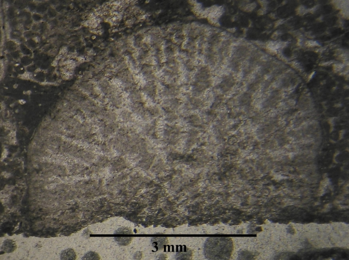 Holotype of Phacelophyllia termieri type species of the genus