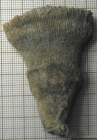 Syntype of Phegmatoseris flabelliformis type species of the genus