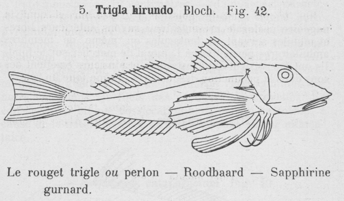 Gilson (1921, fig. 42)