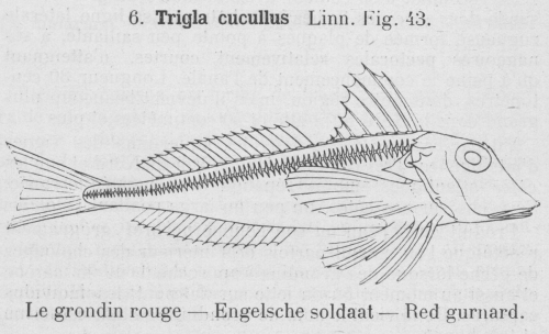 Gilson (1921, fig. 43)