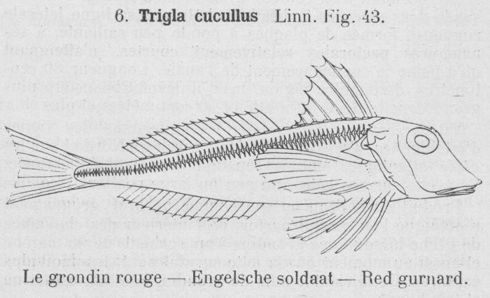 Gilson (1921, fig. 43)