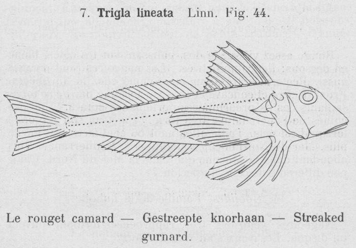 Gilson (1921, fig. 44) Gilson (1921, fig. 44)