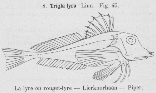 Gilson (1921, fig. 45)