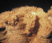 Lectotype of the type species of Placophyllia