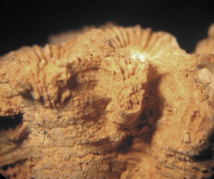 Lectotype of the type species of Placophyllia Lectotype of the type species of Placophyllia