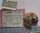 Lectotype of the type species of Placophyllia