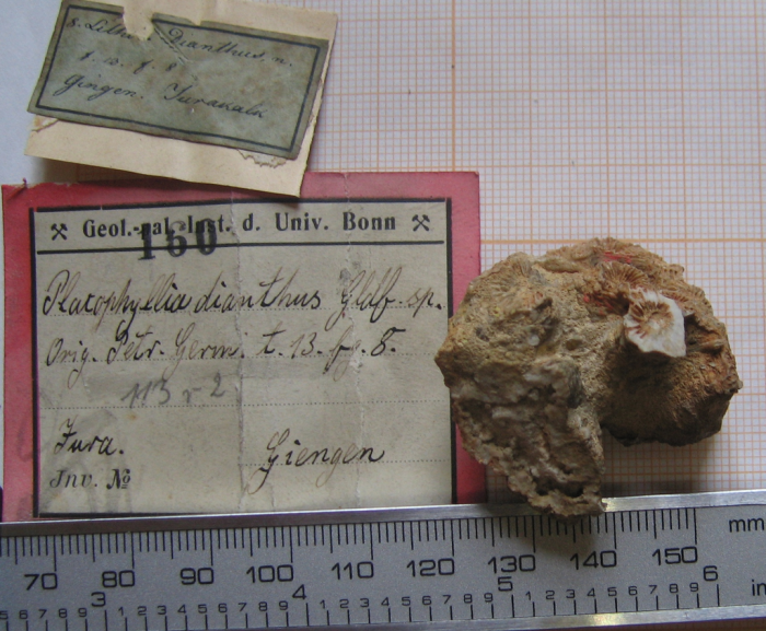 Lectotype of the type species of Placophyllia Lectotype of the type species of Placophyllia