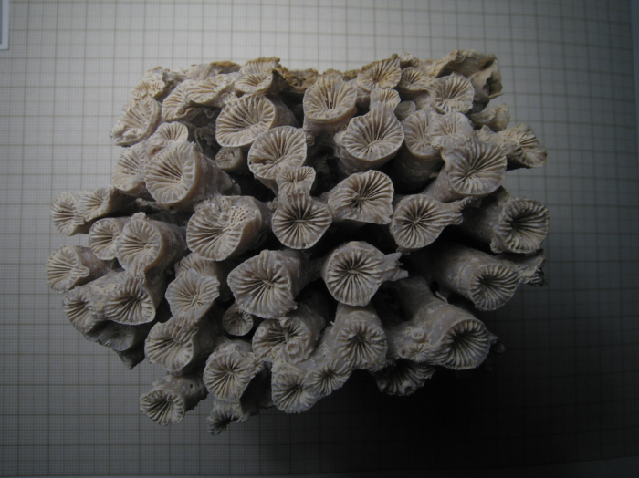 specimen of Placophyllia dianthus specimen of Placophyllia dianthus