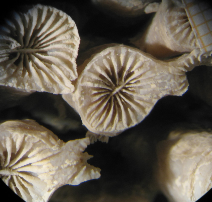 specimen of Placophyllia dianthus