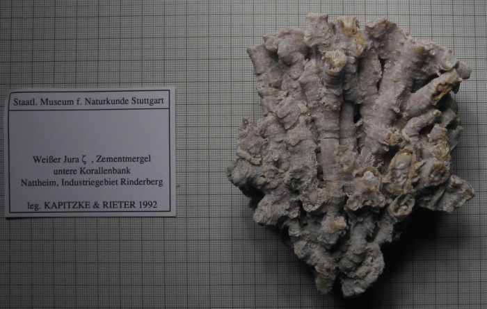 specimen of Placophyllia dianthus specimen of Placophyllia dianthus