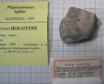 Holotype of Plagiosolenacis lafittei type species of the genus