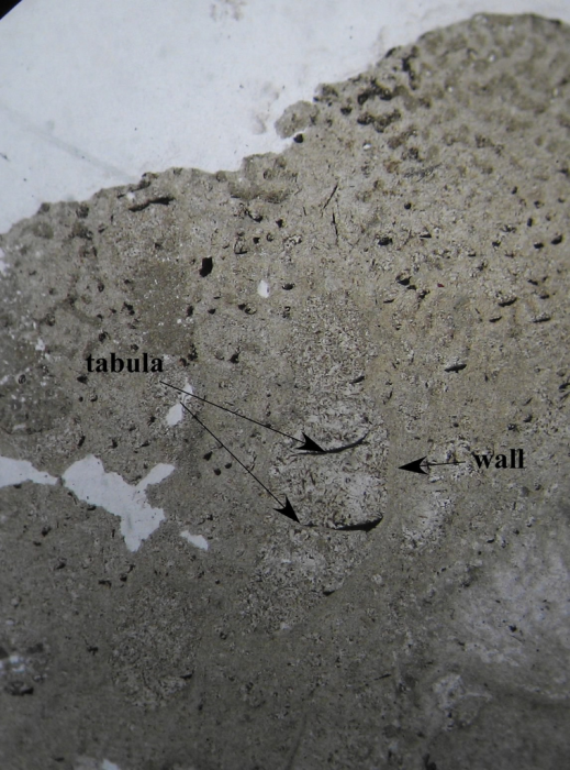 Holotype of Plagiosolenacis lafittei type species of the genus