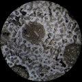 Anthozoa