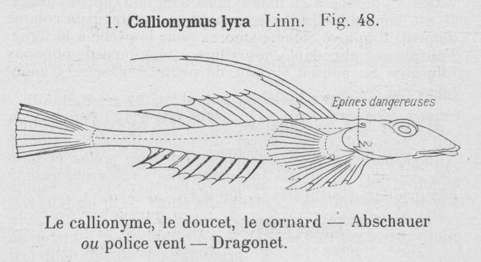 Gilson (1921, fig. 48) Gilson (1921, fig. 48)