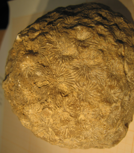 specimen of Platastrea conybeari of the Tomes' collection