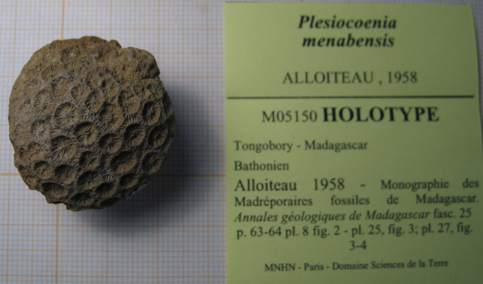 Holotype of Plesiocoenia menabensis type species of the genus