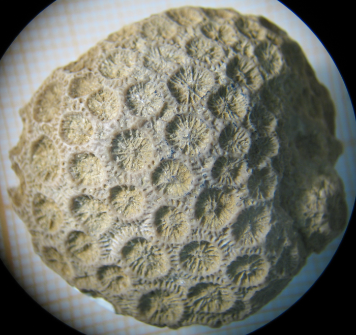 Holotype of Plesiocoenia menabensis type species of the genus Holotype of Plesiocoenia menabensis type species of the genus