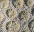 Anthozoa