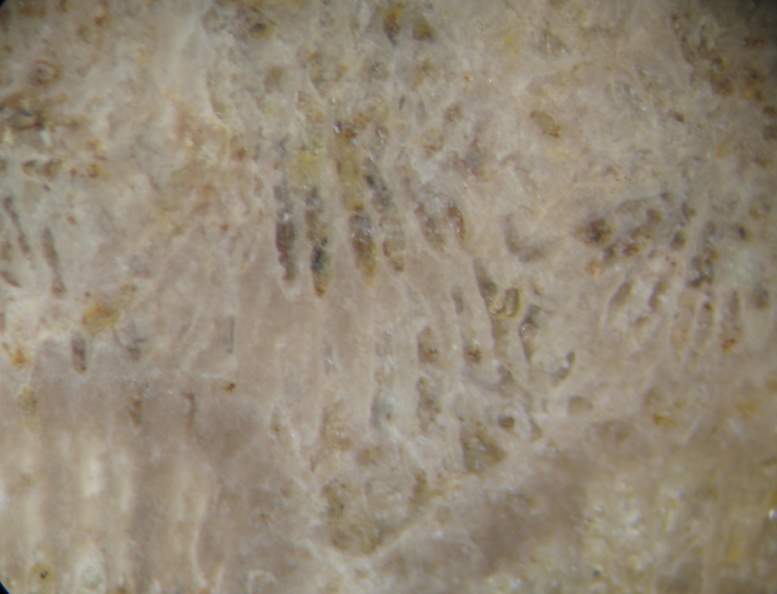 Holotype of Plesiocoenia menabensis type species of the genus Holotype of Plesiocoenia menabensis type species of the genus