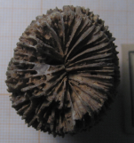 Lectotype of the type species of Plesiomontlivaltia