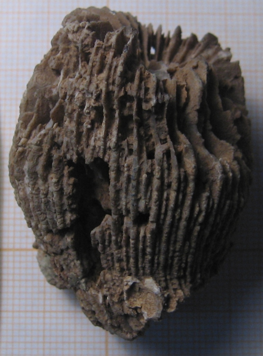 Lectotype of the type species of Plesiomontlivaltia