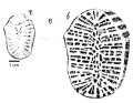 Original figure of Rhipidogyra (Rhypidimontlivoltia) cupulinus from de Gregorio
