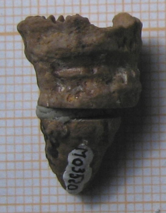 Lectotype of the type species of Plesiophyllum Lectotype of the type species of Plesiophyllum