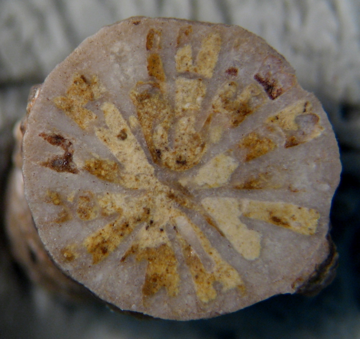 Lectotype of the type species of Plesiophyllum Lectotype of the type species of Plesiophyllum