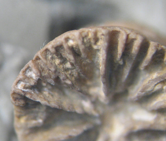 Lectotype of the type species of Plesiophyllum Lectotype of the type species of Plesiophyllum
