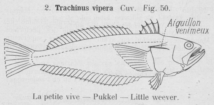 Gilson (1921, fig. 50)