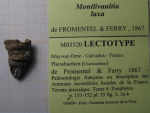 Lectotype of the type species of Plesiophyllum