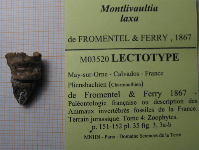 Lectotype of the type species of Plesiophyllum Lectotype of the type species of Plesiophyllum