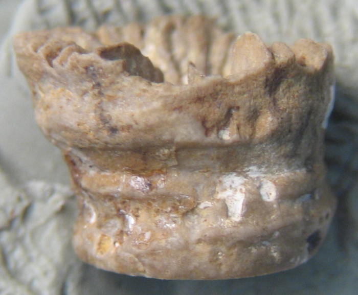 Lectotype of the type species of Plesiophyllum Lectotype of the type species of Plesiophyllum