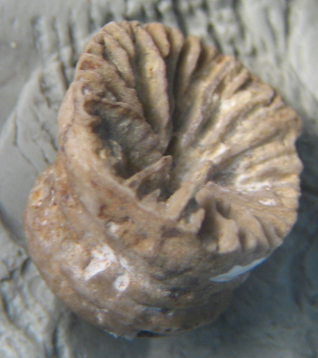 Lectotype of the type species of Plesiophyllum Lectotype of the type species of Plesiophyllum