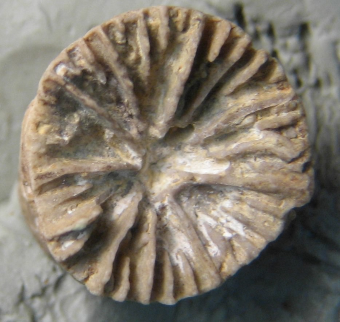 Lectotype of the type species of Plesiophyllum Lectotype of the type species of Plesiophyllum