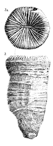 Syntype of Plesiosmilia turbinata the type species of the genus
