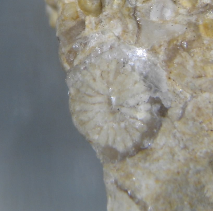 Syntype of Pleurophyllia trichotoma the type species of the genus Syntype of Pleurophyllia trichotoma the type species of the genus