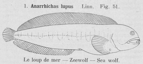 Gilson (1921, fig. 51)