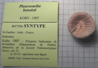 Syntype of Pleurosmilia benoisti
