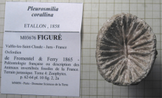 Figured specimen of Pleurosmilia corallinaEtallon