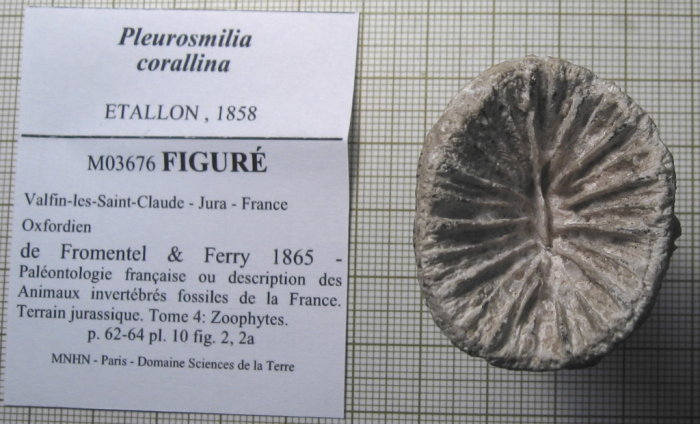 Figured specimen of Pleurosmilia corallinaEtallon Figured specimen of Pleurosmilia corallinaEtallon