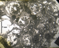 Specimen of Pleurostylina corallina figured by Beauvais 1964
