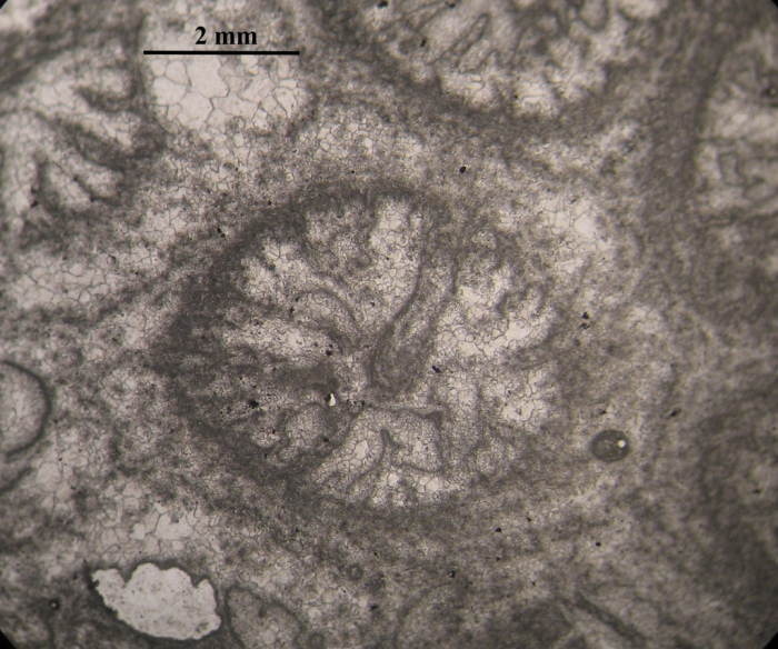 Specimen of Pleurostylina corallina figured by Beauvais 1964