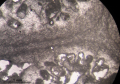 Specimen of Pleurostylina corallina figured by Beauvais 1964